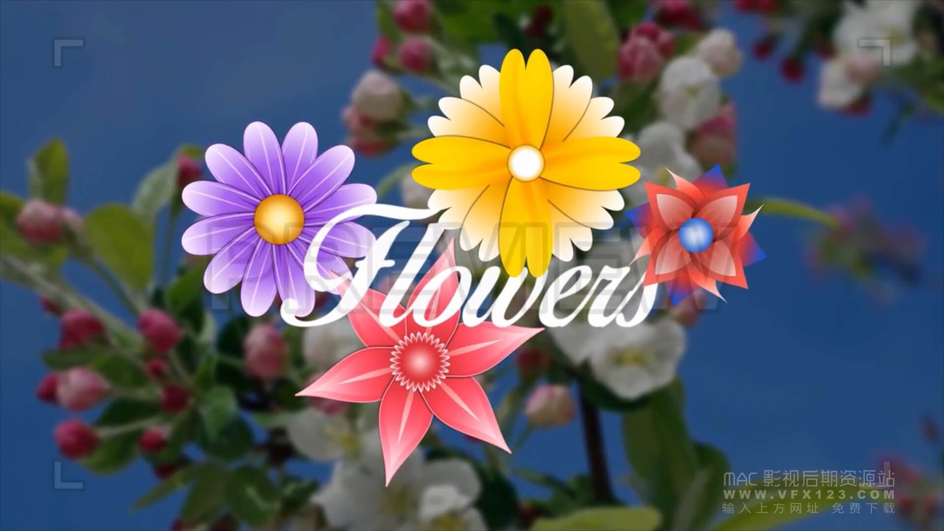 8个花朵绽放花瓣动画视频素材 带alpha通道